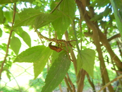 Melucha phyllocnemis