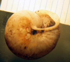 Praticolella berlandieriana