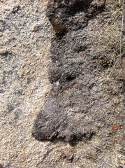 Selaginella cinerascens