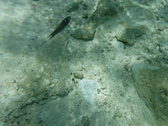 Thalassoma bifasciatum