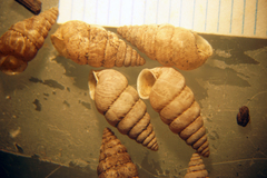 Microceramus texanus