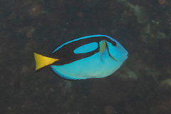 Paracanthurus hepatus