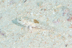Fusigobius melacron