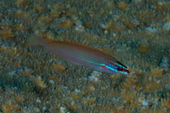 Pseudocoris yamashiroi