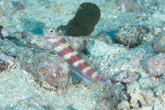 Amblyeleotris wheeleri