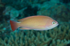 Pseudanthias hypselosoma