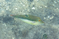 Canthigaster bennetti