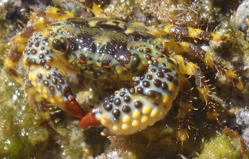 Eriphia gonagra
