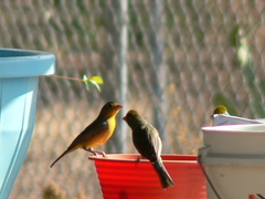 Passerina leclancherii