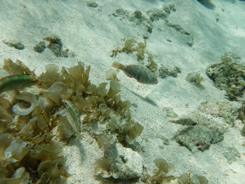 Halichoeres maculipinna