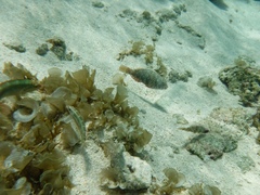 Halichoeres maculipinna