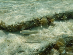 Halichoeres bivittatus