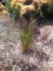 Juncus dubius