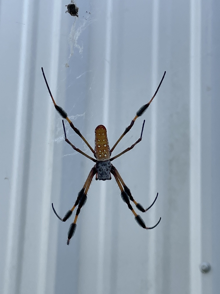 Golden Silk Spider From Freeport, Tx, Us On July 4, 2023 At 08:52 Am By 