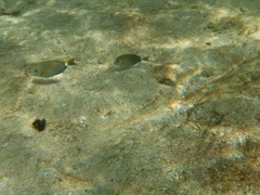Acanthurus