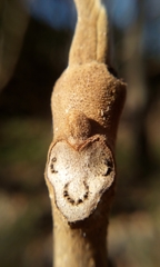 Juglans ailantifolia