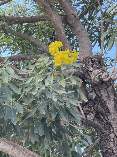 Tabebuia aurea observed 2023-07-06