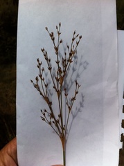 Juncus dubius