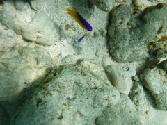 Stegastes leucostictus