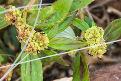Euphorbia hirta image