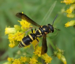 Parancistrocerus pedestris