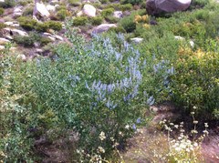 Ceanothus cyaneus