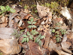Phacelia bipinnatifida