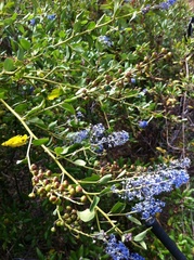 Ceanothus cyaneus