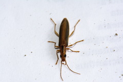 Thelyphassa lineata