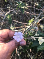 Bastardiastrum cinctum