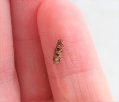 Parochmastis hilderi