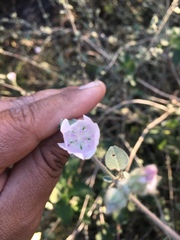 Bastardiastrum cinctum