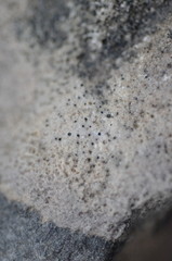 Bagliettoa baldensis