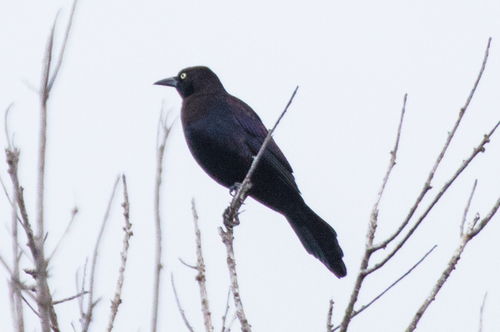 Quiscalus quiscula image