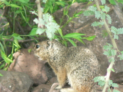 Notocitellus adocetus