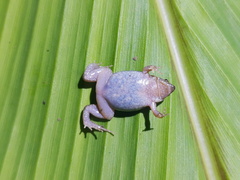 Panama Humming Frog photo 2