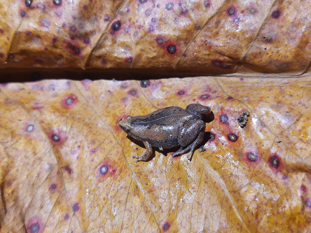 Panama Humming Frog