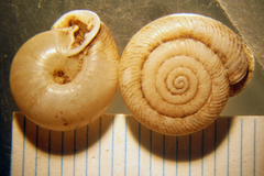 Daedalochila mooreana