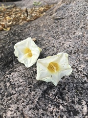 Ipomoea arborescens