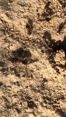 Macrotermes carbonarius