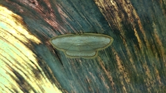 Drapetodes mitaria