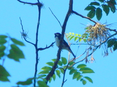 Sporophila lineola