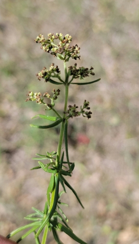 Northern Bedstraw