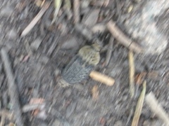 Thanatophilus lapponicus