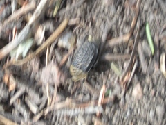 Thanatophilus lapponicus