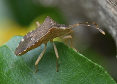 Cletomorpha nyasana