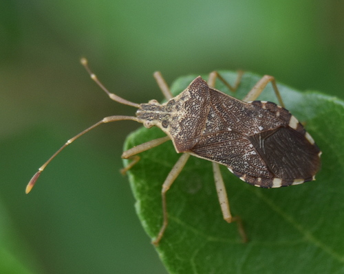 Cletomorpha nyasana · iNaturalist