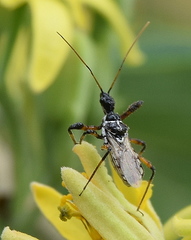 Sphedanolestes