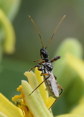 Sphedanolestes