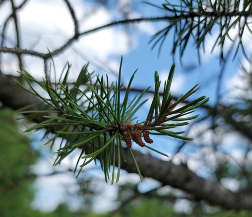 Jack pine